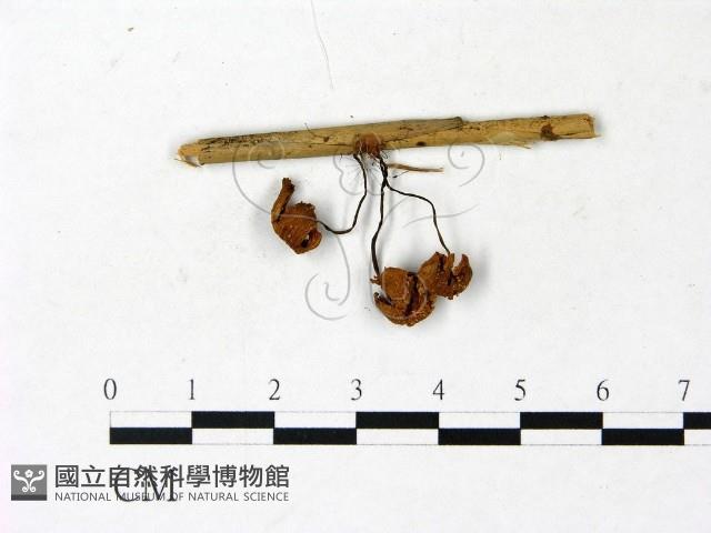 登錄號:F0022895藏品圖，第3張