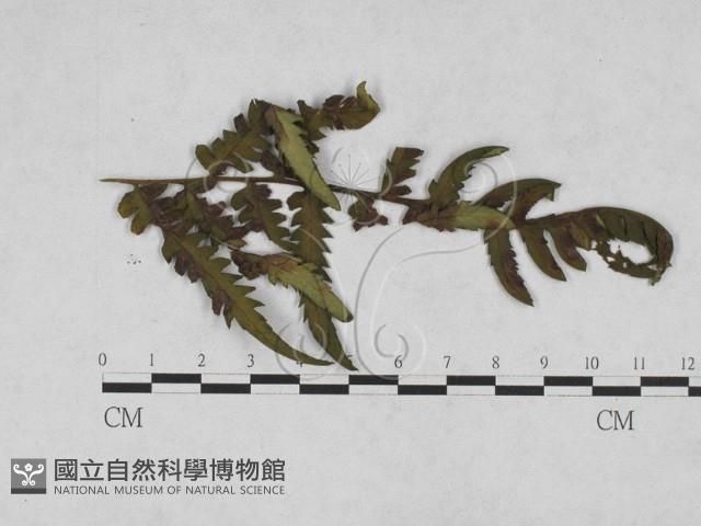 登錄號:F0027895藏品圖，第1張