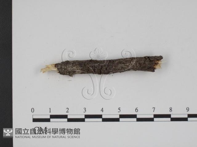 登錄號:F0007895藏品圖，第3張