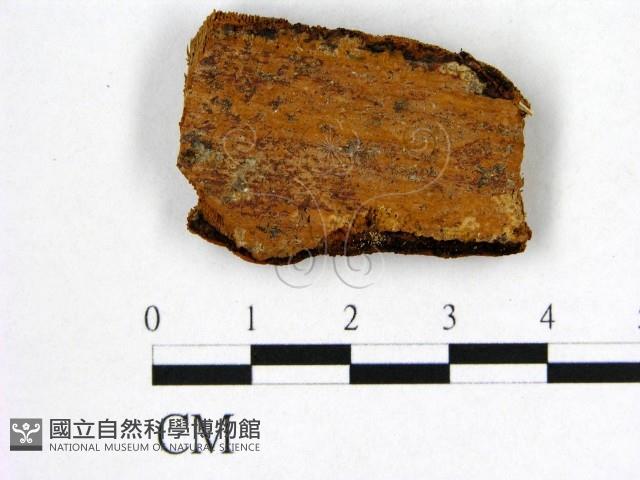 登錄號:F0005895藏品圖，第3張