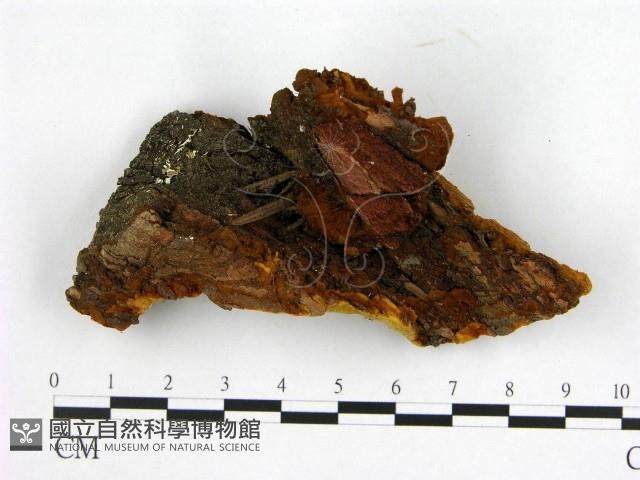 登錄號:F0019895藏品圖，第3張