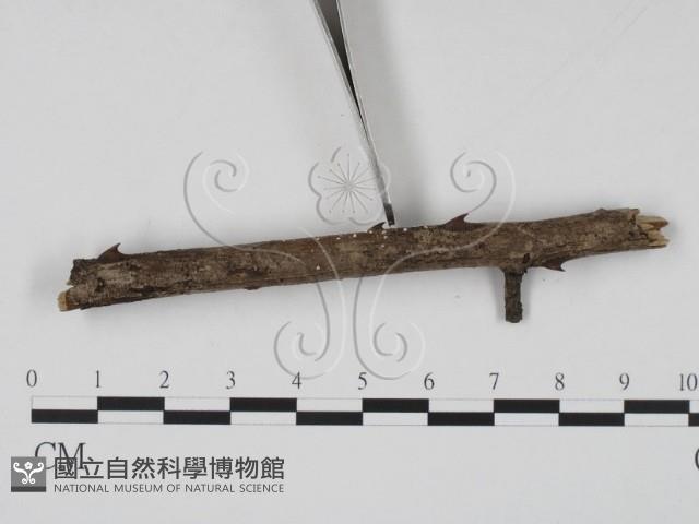 登錄號:F0013895藏品圖，第3張