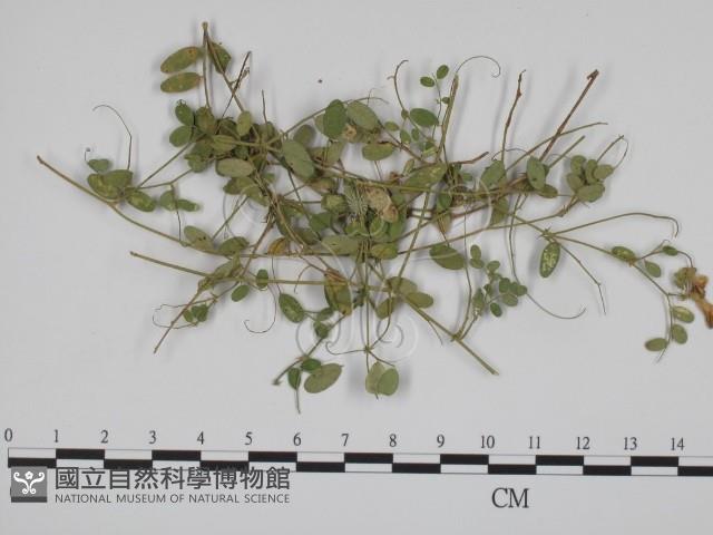 登錄號:F0018995藏品圖，第3張