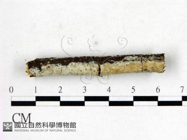 登錄號:F0020995藏品圖，第3張