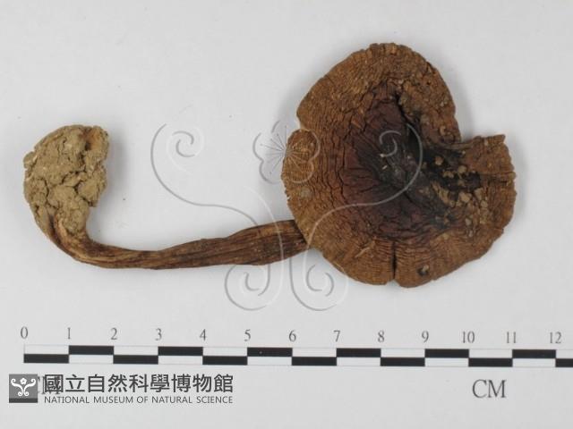 鵝膏屬藏品圖，第3張