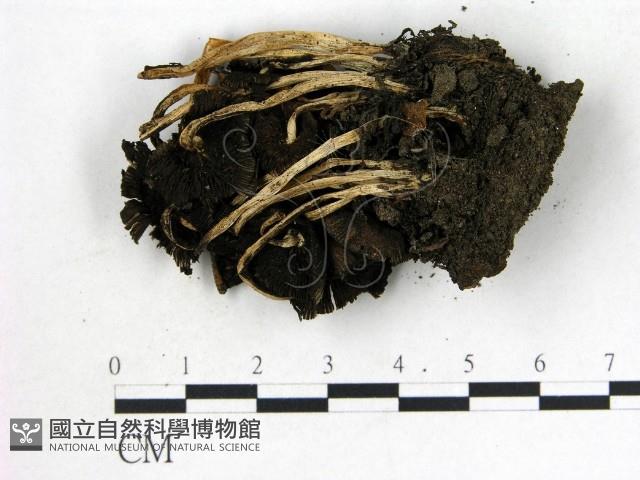 鬼傘屬藏品圖，第3張