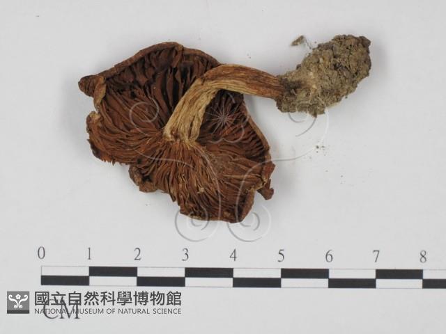 登錄號:F0021995藏品圖，第3張
