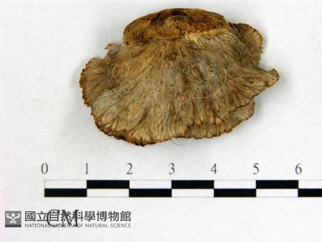 登錄號:F0001995藏品圖，第3張