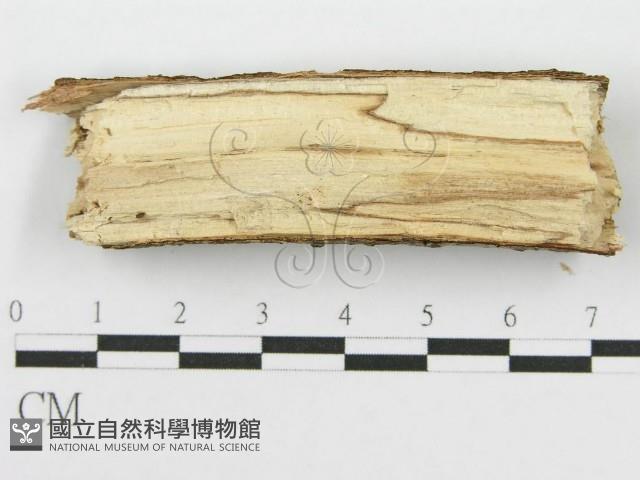筍殼菌屬藏品圖，第3張
