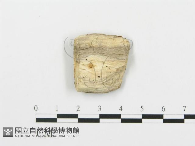 登錄號:F0004995藏品圖，第3張