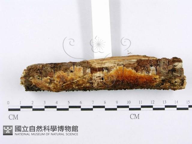 射脈菌屬藏品圖，第3張
