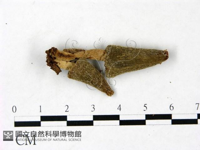 登錄號:F0022995藏品圖，第3張
