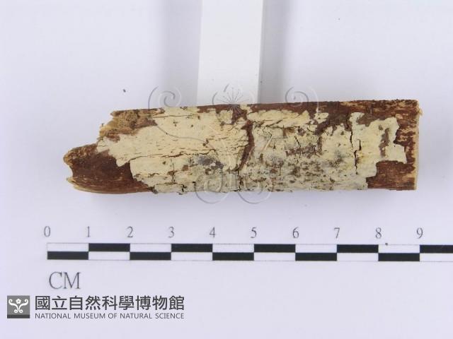 登錄號:F0002995藏品圖，第3張