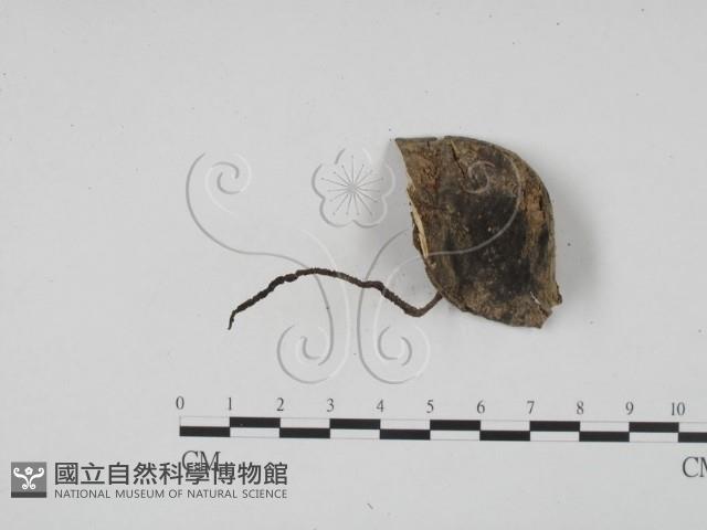 炭角菌屬藏品圖，第3張