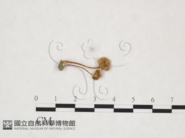 登錄號:F0025995藏品圖，第3張