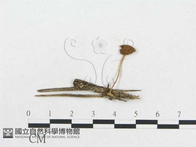 登錄號:F0015995藏品圖，第3張
