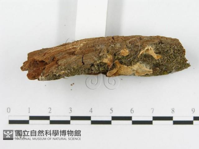 登錄號:F0009995藏品圖，第3張