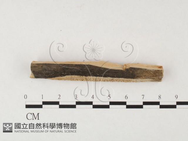 登錄號:F0003995藏品圖，第3張