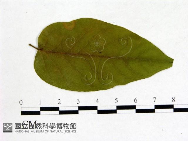 登錄號:F0020695藏品圖，第3張