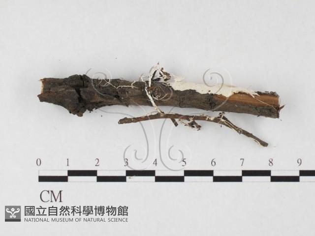 登錄號:F0026695藏品圖，第3張