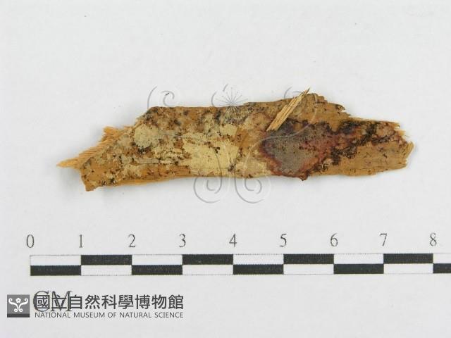 登錄號:F0016695藏品圖，第3張
