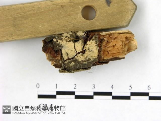 登錄號:F0021695藏品圖，第3張