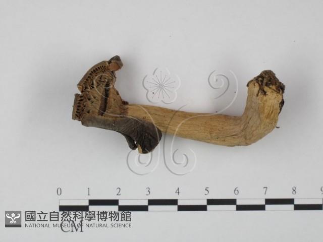 登錄號:F0001695藏品圖，第3張