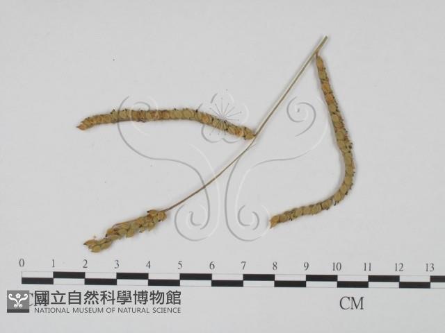 登錄號:F0011695藏品圖，第3張