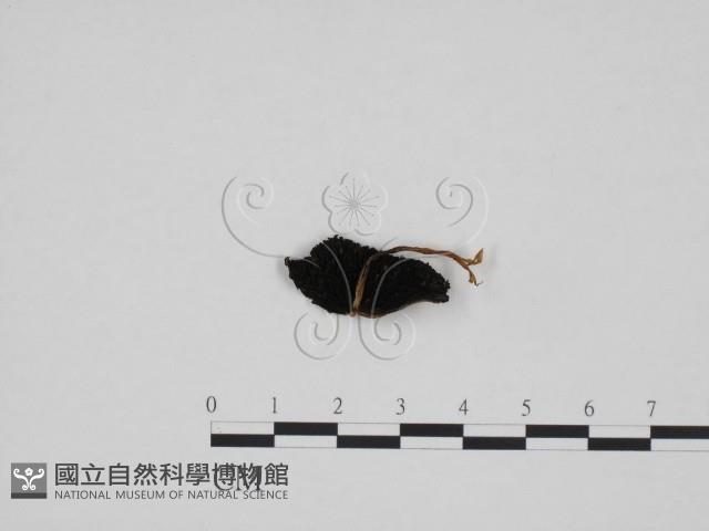 登錄號:F0024695藏品圖，第3張