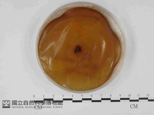 登錄號:F0014695藏品圖，第3張