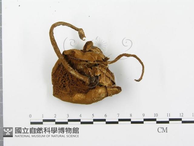 登錄號:F0002695藏品圖，第3張