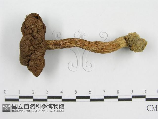 登錄號:F0012695藏品圖，第3張