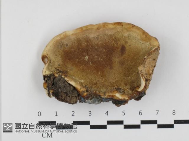 靈芝屬藏品圖，第3張