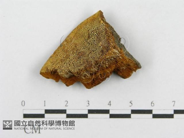 木層孔菌屬藏品圖，第1張