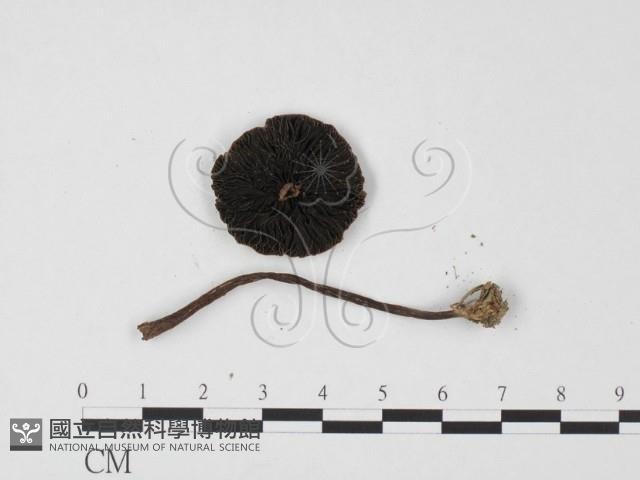登錄號:F0025695藏品圖，第3張