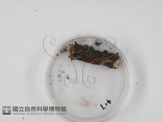 登錄號:F0005695藏品圖，第3張