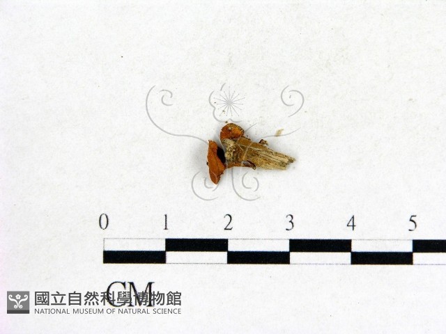 登錄號:F0009695藏品圖，第3張