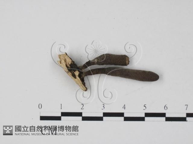 登錄號:F0019695藏品圖，第3張