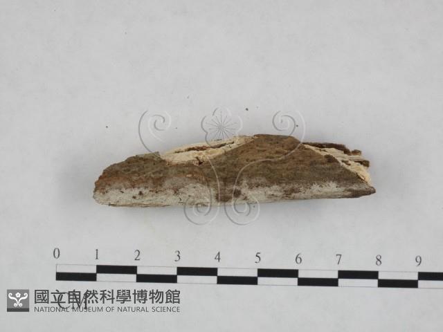 登錄號:F0023695藏品圖，第3張