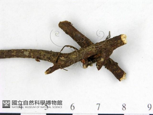 登錄號:F0003695藏品圖，第3張