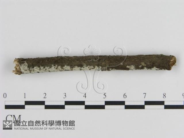 絲皮菌屬藏品圖，第3張