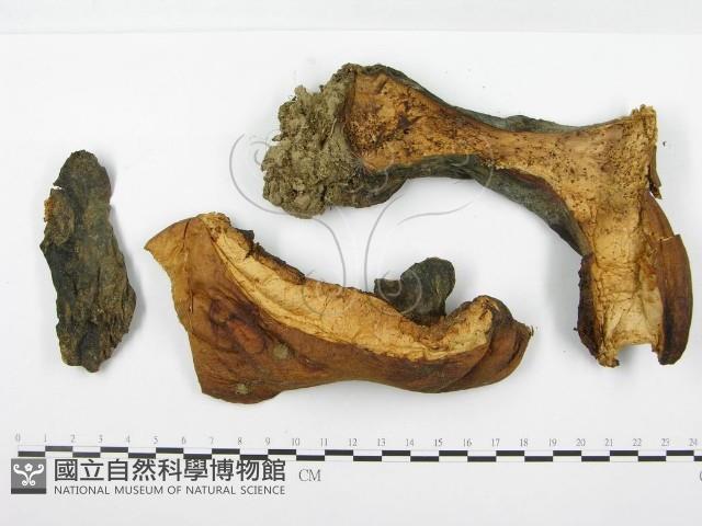 登錄號:F0020495藏品圖，第1張
