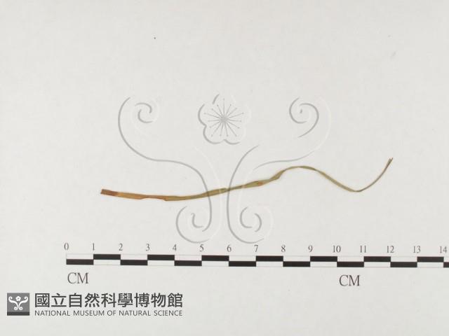 登錄號:F0026495藏品圖，第1張