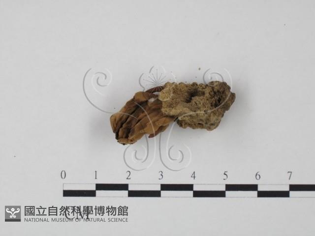登錄號:F0016495藏品圖，第3張