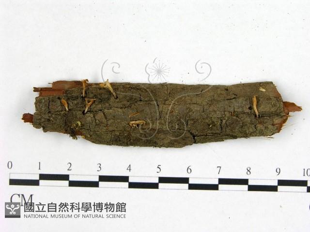 登錄號:F0001495藏品圖，第1張
