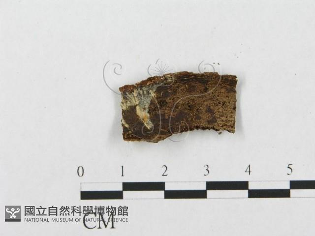 登錄號:F0004495藏品圖，第3張