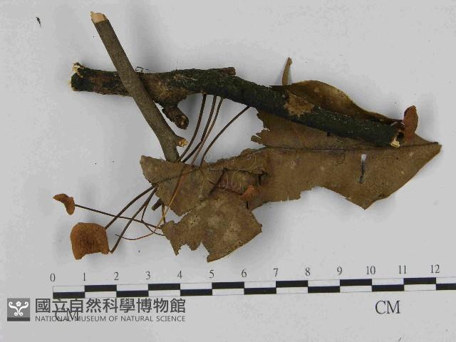 小皮傘屬藏品圖，第3張