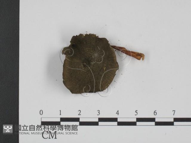 登錄號:F0007495藏品圖，第3張