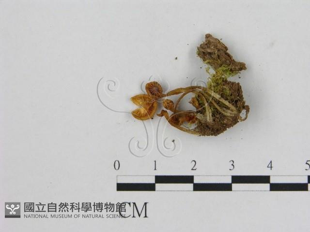 小菇屬藏品圖，第3張