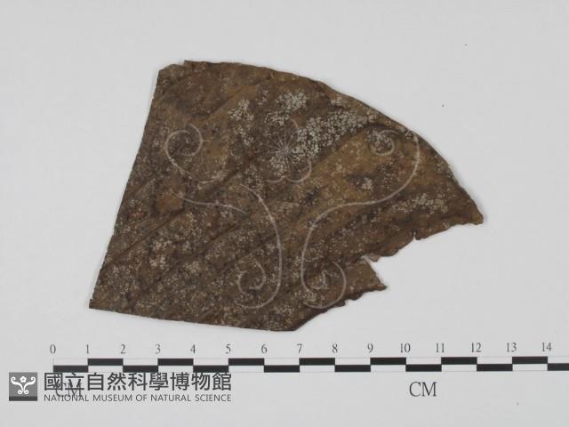 登錄號:F0019495藏品圖，第3張